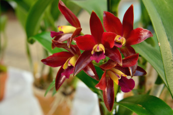 Картинка цветы орхидеи бордо