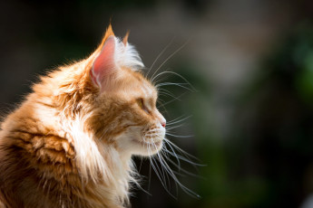 Картинка животные коты мейн-кун рыжий профиль кот морда усы