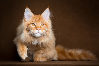 Картинка животные коты пушистый рыжий мейн-кун кот