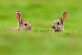 Картинка животные кролики +зайцы зайцы размытость природа зелень трава двое уши