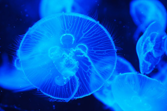 Картинка животные медузы макро природа вода океан