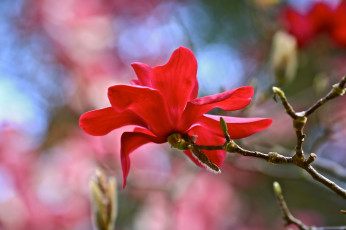 Картинка цветы магнолии магнолия красный цветок ветка