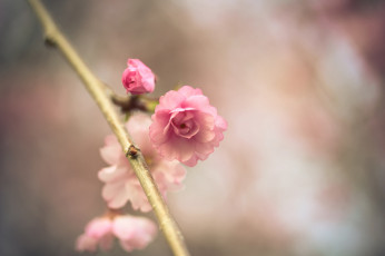 Картинка цветы сакура +вишня розовый цветок весна ветка макро боке