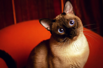 Картинка животные коты красный фон глаза взгляд сиамский кот
