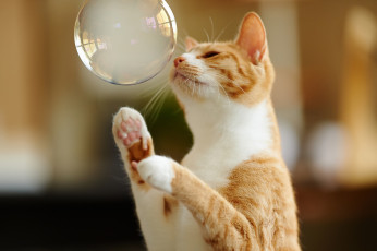 Картинка животные коты лапы мыльный пузырь рыжий кот игра