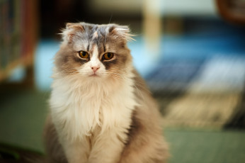 Картинка животные коты взгляд вислоухая пушистая серая кошка