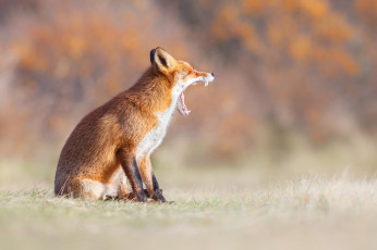 Картинка животные лисы лиса рыжая зевает пасть природа