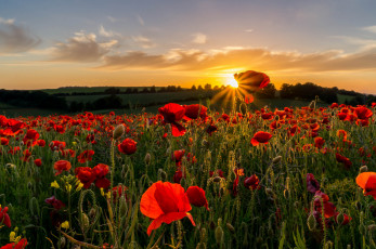 Картинка цветы маки поле небо природа закат солнце