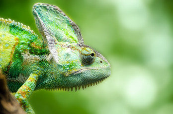 Картинка животные хамелеоны фон ящерица зеленый хамелеон