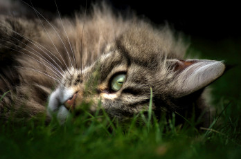 Картинка животные коты взгляд трава лежит кот морда кошка