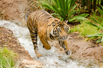 Картинка животные тигры купание тигр поток вода