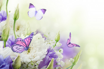 Картинка разное компьютерный+дизайн бутоны хризантемы flowers butterflies buds chrysanthemums бабочки цветы
