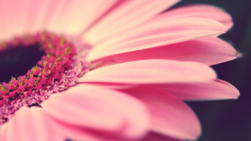 Картинка цветы герберы розовый цветок лепестки