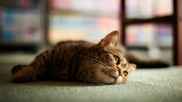 Картинка животные коты кошка взгляд лежит пол
