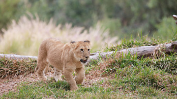 Картинка животные львы травка малыш лев