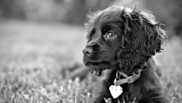 Картинка животные собаки щенок собака поляна луг трава сердечко ошейник