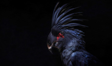 Картинка животные попугаи черный фон какаду перья птица хохолок попугай