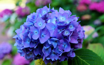 Картинка цветы гортензия листья соцветия цветок макро синий лепестки