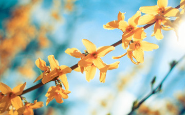 Картинка цветы ракитник+ метельник сад свет ветка природа желтые