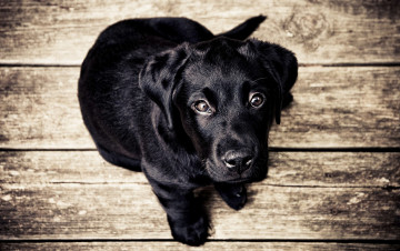 Картинка животные собаки пол щенок взгляд доски черный собака
