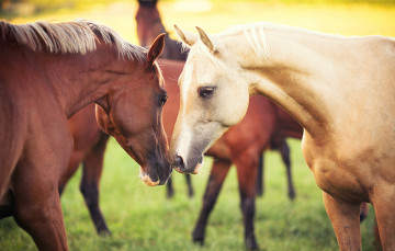 Картинка животные лошади пара