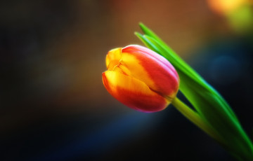 Картинка цветы тюльпаны цветок тюльпан фон макро