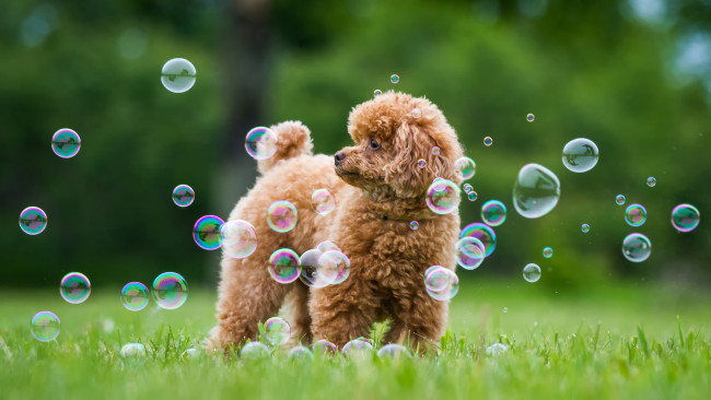 Обои картинки фото животные, собаки, пудель, собака, мыльные, пузыри, трава