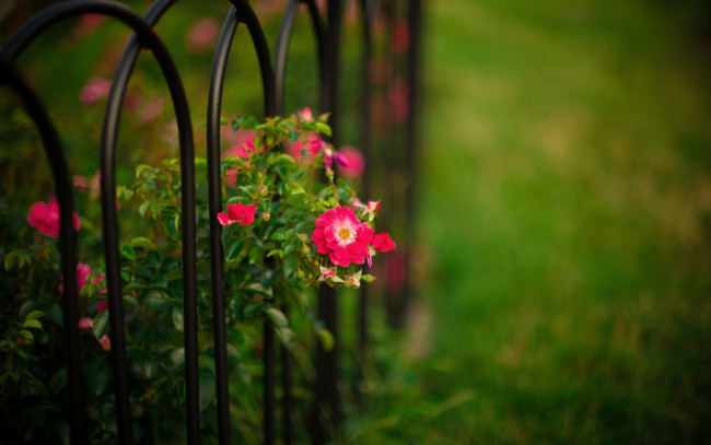 Обои картинки фото цветы, розы, куст, боке, природа, сад, прутья, забор
