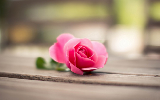 Обои картинки фото цветы, розы, розовая, роза, боке