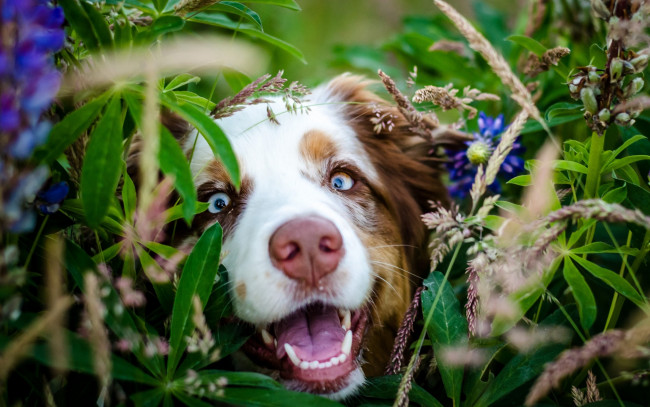Обои картинки фото животные, собаки, листья, собака, нос, цветы, взгляд, морда
