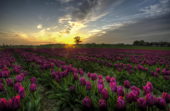 Обои картинки фото цветы, тюльпаны, закат, поле, дерево