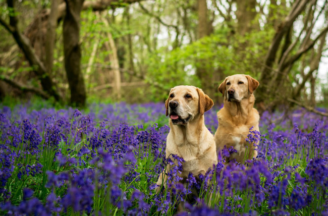 Обои картинки фото животные, собаки, лес, колокольчики, лабрадоры, две, цветы, деревья