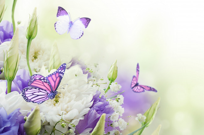 Обои картинки фото разное, компьютерный дизайн, бутоны, хризантемы, flowers, butterflies, buds, chrysanthemums, бабочки, цветы
