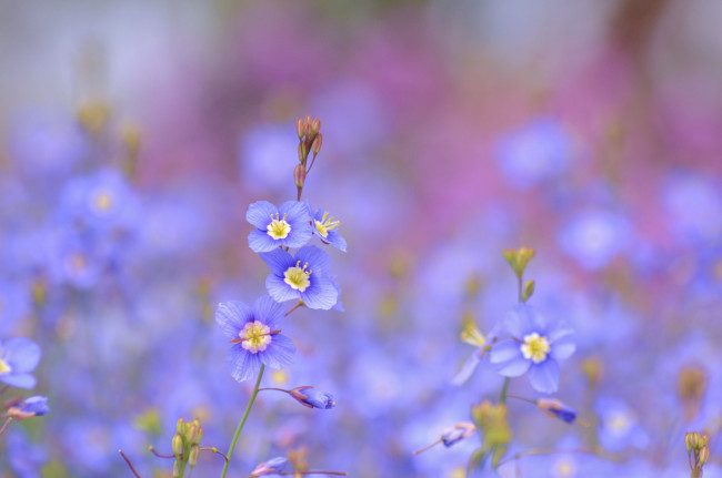 Обои картинки фото цветы, немофилы,  вероники, heliophila, longifolia, голубые, синие