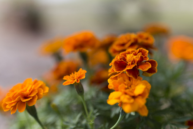 Обои картинки фото цветы, бархатцы, цветение, оранжевые