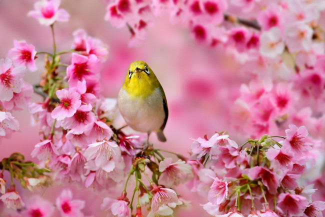 Обои картинки фото животные, белоглазки, сакура, Японский, белый, глаз, птичка, весна, розовые, дерево, цветы