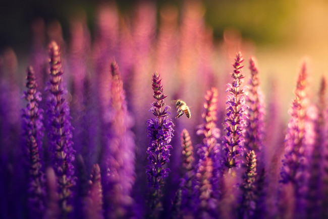 Обои картинки фото цветы, лаванда, сиреневые, поле, пчела, природа, боке
