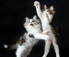 Картинка животные коты игра тёмный фон пара кошки
