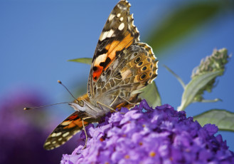 Картинка животные бабочки +мотыльки +моли макро травинка насекомое фон бабочка крылья усики