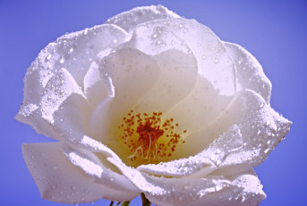 Картинка цветы шиповник цветок лепестки роза капли роса вода