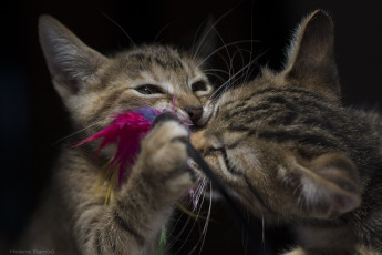 Картинка животные коты игра парочка котята