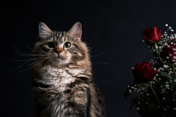 Картинка животные коты коте кот розы цветы портрет взгляд кошка киса