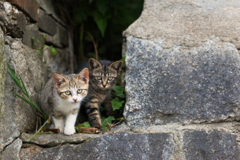 Картинка животные коты котята камни