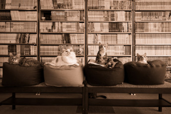 Картинка животные коты подушки квартет