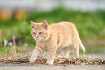 Картинка животные коты рыжий взгляд коте кошка кот киса