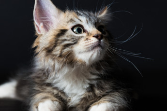Картинка животные коты усы кошка взгляд коте киса чёрный фон ушки