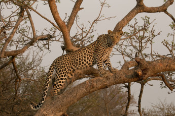 Картинка животные леопарды африка дерево грация пятна хищник