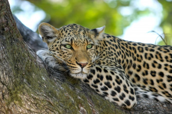 Картинка животные леопарды животное хищник леопард природа дерево ботсвана африка