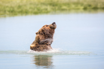 Картинка животные медведи морда гризли водоём брызги