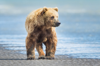 Картинка животные медведи побережье берег поза мощь гризли